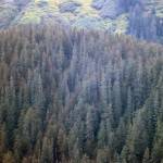 These trees with a reddish-brown coloration are evidence of a black-headed budworm outbreak in Southeast Alaska. While there is visible defoliation in some popular spots around Juneau, the impact is not limited to the capital city. Other impacted areas include Admiralty, Baranof, Kuiu, Kupreanof, Mitkof, Wrangell and Zarembo islands, according to the U.S. Forest Service. (Ben Hohenstatt / Juneau Empire)