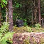This porcupine stubbornly refused to abandon its leafy lunch entirely, and went right back to it when we passed by. (Courtesy Photo / David Bergeson)