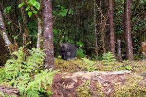This porcupine stubbornly refused to abandon its leafy lunch entirely, and went right back to it when we passed by. (Courtesy Photo / David Bergeson)