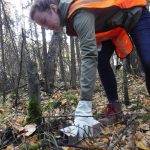 Katherine Newell of the Alaska Department of Health and Human Services in Anchorage checks a trap set for voles and squirrels north of Fairbanks, searching for signs of the never-before-documented Alaskapox virus.(Courtesy Photo / Ned Rozell)