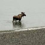 Lena Point residents were surprised to see a moose on the beach Friday, Sept. 17, 2021, as the animals arent often seen in the Juneau area. (Courtesy photo/ Matt Musslewhite)