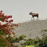 Quite common throughout the Pacific Northwest, moose arent often seen in the Juneau area, which is why Lena Point residents were surprised to see one on the beach the morning of Friday, Sept. 17, 2021. (Courtesy photo/ Matt Musslewhite)