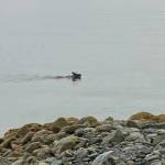 A moose was spotted swimming off Lena Point Friday, Sept. 17, 2021. A rare sighting in Juneau, residents quickly posted pictures of the animal to social media. (Courtesy photo / Jo Ann Forst)