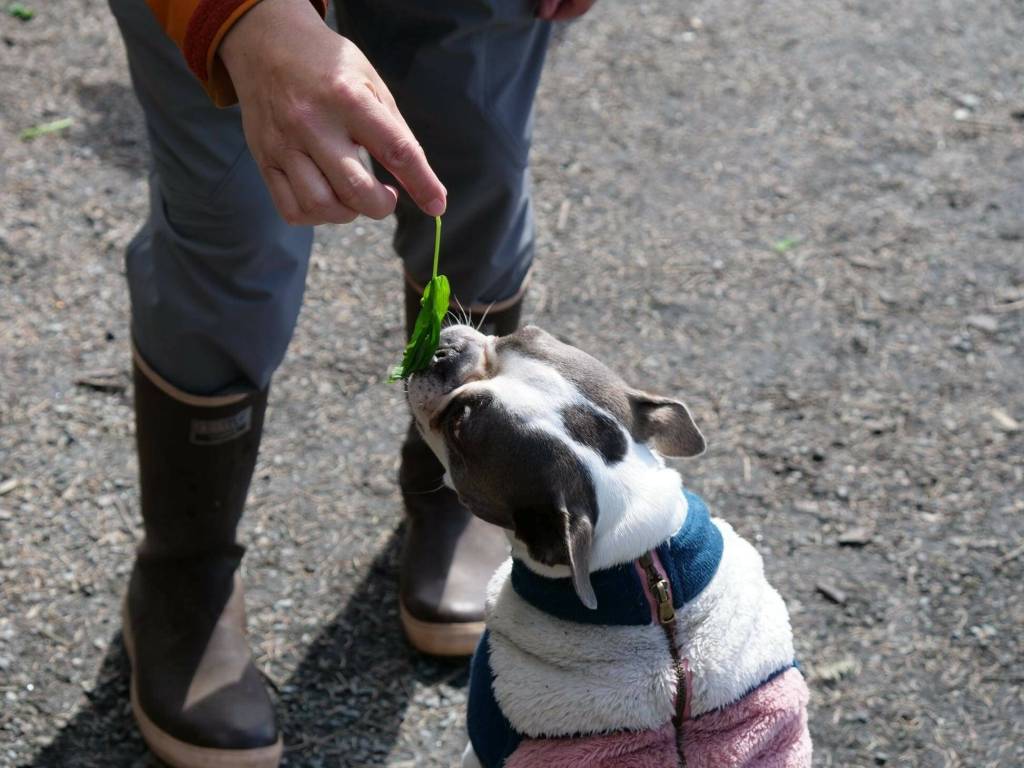 A dog enjoys watermelon berry shoots during the Planet Alaska Plant Symposium:Stewards of the Land. (Courtesy Photo / Vivian Mork Yéilk)