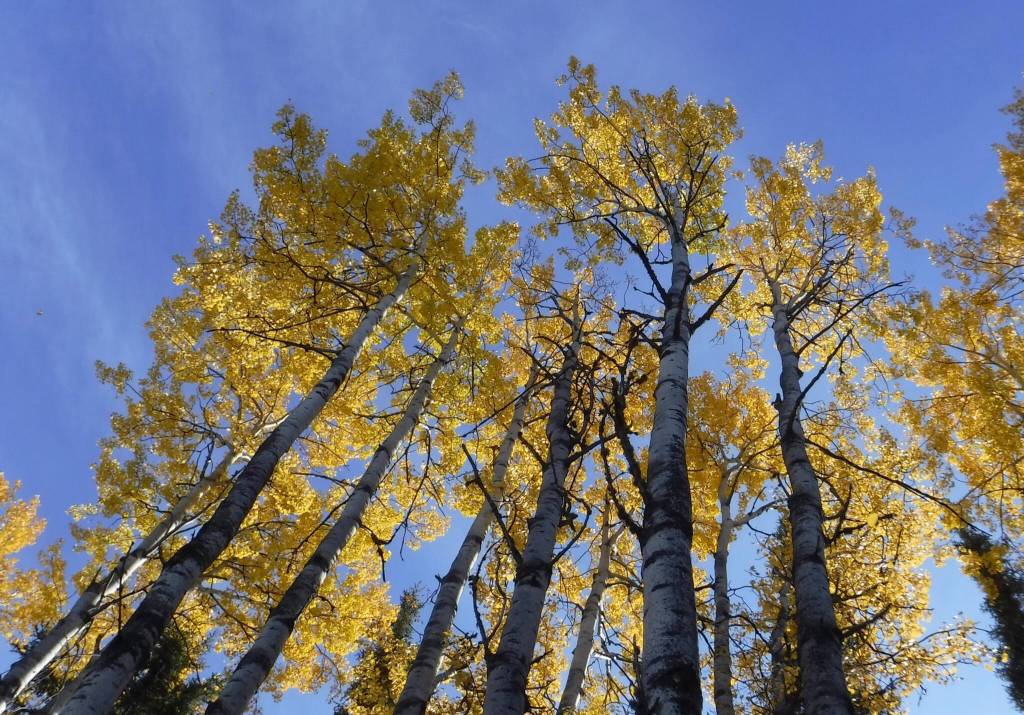This photo shows Aspen trees in Fairbanks on the autumnal equinox. (Courtesy Photo Ned Rozell)