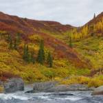 This photo shows the colors of deciduous trees and bushes on the upper Delta River in Interior Alaska. (Courtesy Photo / Ned Rozell)