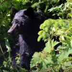 A bear pokes its head out of the greenery along Glacier Highway on June 13, 2021. (Ben Hohenstatt / Juneau Empire File)
