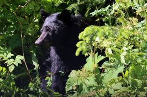 A bear pokes its head out of the greenery along Glacier Highway on June 13, 2021. (Ben Hohenstatt / Juneau Empire File)