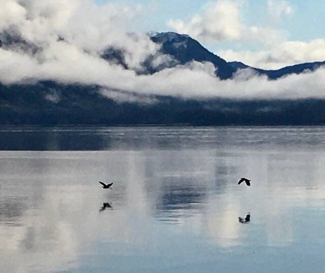 Two herons reflected in Tenakee inlet. (Courtesy Photo / Linda Buckley)