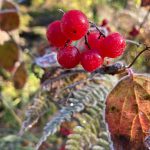 First frost on the high bush cranberry. (Courtesy Photo / Deborah Rudis)