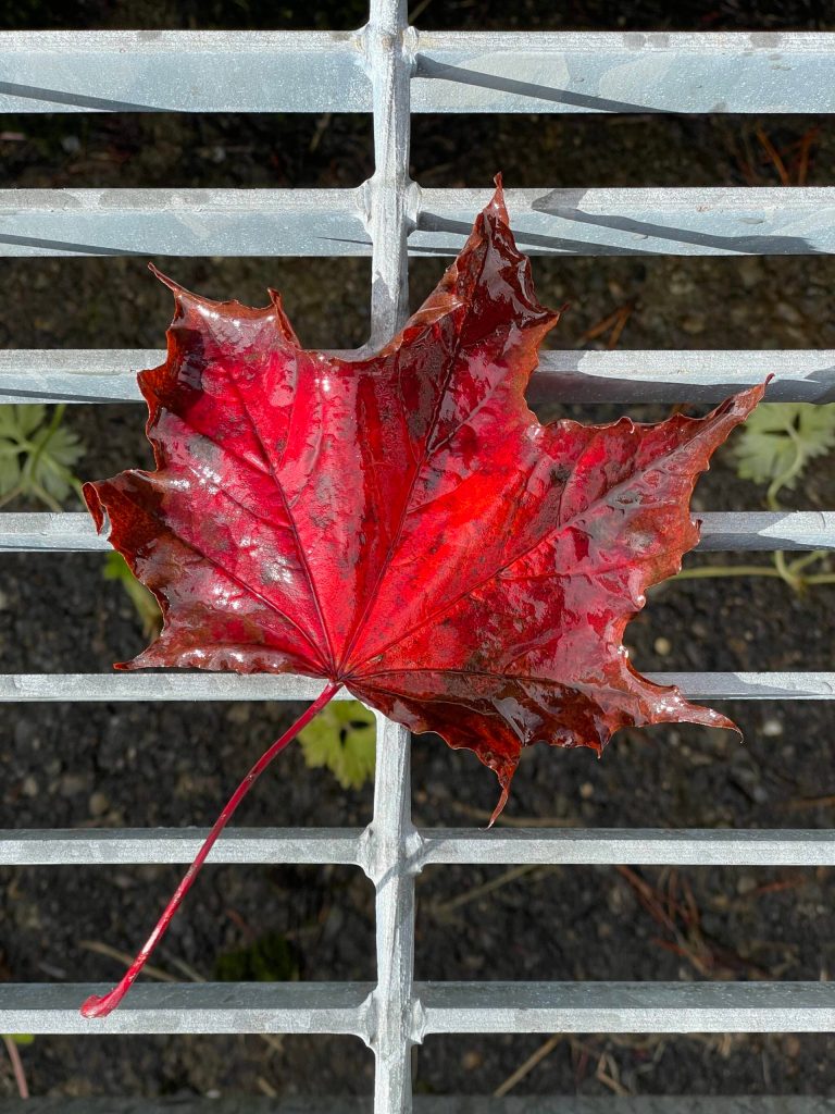 A red leaf stands out against metal grating along the East Glacier Trail on Oct. 2. (Courtesy Photo / Deana Barajas)