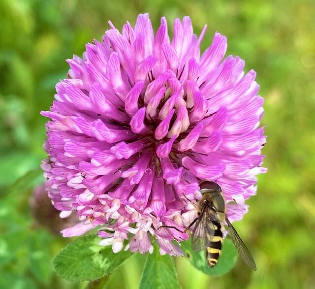 A bee pays a visit to a blooming clover seen near Twin Lakes on Sept. 27. (Courtesy Photo / Denise Carroll)