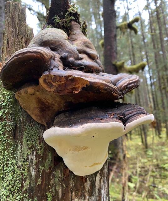 Large conks cling to a conifer on Windfall Lake trail on Oct. 2.