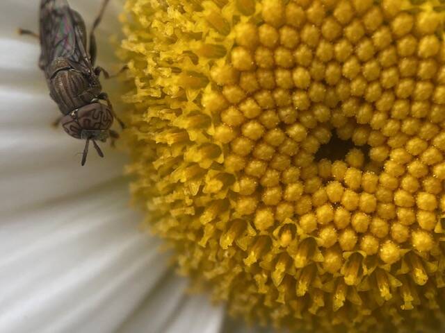 A visitor to a late blooming daisy in a downtown garden on Oct. 10, 2021. (Courtesy Photo / Denise Carroll)