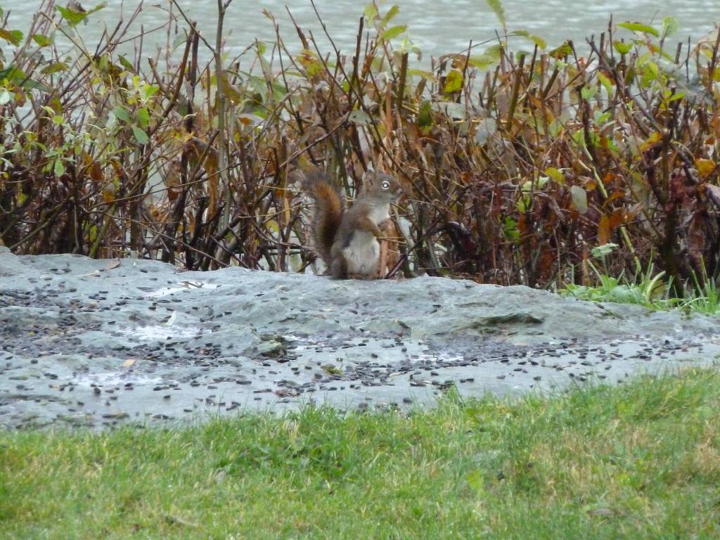 This photo shows my riverbank Red Squirrel Rocky gathering sunflower seeds off my flagpole rock on Oct. 8, writes David Athearn. (Courtesy Photo / David Athearn)