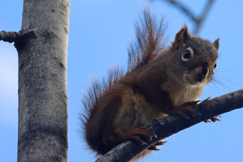 A squirrel peers down from a branch along the trail to Nugget Falls on Sept. 26 (Ben Hohenstatt / Juneau Empire)