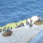 Several plastic crested auklet decoys stand amid wild crested auklets on Little Diomede Island. (Courtesy Photo / Hector Douglas)