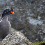 Images: 1. A crested auklet, a seabird that breeds on the islands of western Alaska including the Aleutians.(Courtesy Photo / Hector Douglas)