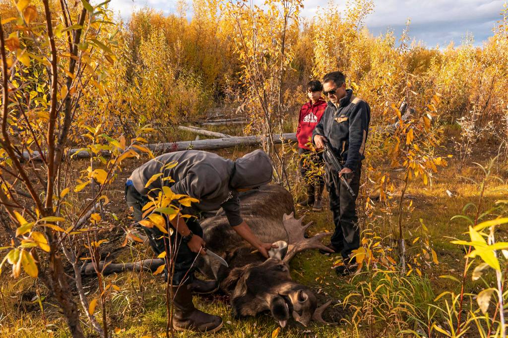 Bernard Ishnook, from left, Steven Guinness Jr., 14, and Ben Stevens discuss how to pack out a two-year-old moose killed by the Stevens family hunting party on Tuesday, Sept. 14, 2021, near Stevens Village, Alaska. For the first time in memory, both king and chum salmon have dwindled to almost nothing and the state has banned salmon fishing on the Yukon. The remote communities that dot the river and live off its bounty are desperate and doubling down on moose and caribou hunts in the waning days of fall. (AP Photo/Nathan Howard)
Bernard Ishnook, from left, Steven Guinness Jr., 14, and Ben Stevens discuss how to pack out a two-year-old moose killed by the Stevens family hunting party on Tuesday, Sept. 14, 2021, near Stevens Village, Alaska. For the first time in memory, both king and chum salmon have dwindled to almost nothing and the state has banned salmon fishing on the Yukon. The remote communities that dot the river and live off its bounty are desperate and doubling down on moose and caribou hunts in the waning days of fall. (AP Photo/Nathan Howard)