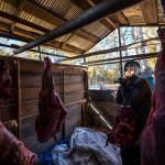 Bernard Ishnook moves butchered moose meat into the smokehouse of village elder Harold Simon, 81, on Wednesday, Sept. 15, 2021, in Stevens Village, Alaska. For the first time in memory, both king and chum salmon have dwindled to almost nothing and the state has banned salmon fishing on the Yukon. The remote communities that dot the river and live off its bounty are desperate and doubling down on moose and caribou hunts in the waning days of fall.(AP Photo/Nathan Howard)
