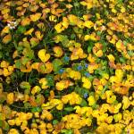 Courtesy Photo / David Bergeson 
A subalpine meadow offers yellows, golds, and russets and, as a bonus, the last gentians.