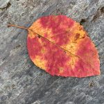 A single crabapple leaf offers varied bright colors. (Courtesy Photo / Mary F. Willson)