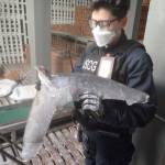 A U.S. Coast Guard Cutter Bertholf boarding team member holds a shark fin while aboard a foreign vessel, Sept. 23, 2021. (Courtesy photo / U.S. Coast Guard)