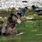 A brown bear fishes for salmon on Chichagof Island. (Courtesy Photo / Bjorn Dihle)
