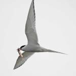 An Arctic tern carries a capelin, perhaps to a waiting female near a nest site. (Courtesy Photo / Bob Armstrong)