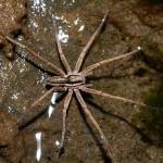 This public domain image shows a male nursery web spider. Male nursery web spiders in Europe give prey (usually silk-wrapped) to a female, who unwraps and bites it (instead of him). (Bryce McQuillan / Wikimiedia)