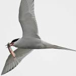 An Arctic tern carries a capelin, perhaps to a waiting female near a nest site. (Courtesy Photo / Bob Armstrong)