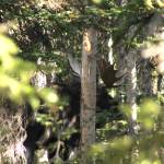The author photographs one of the numerous bull moose he and his wife saw on an elk hunt in Wyoming. (Jeff Lund / For the Juneau Empire)