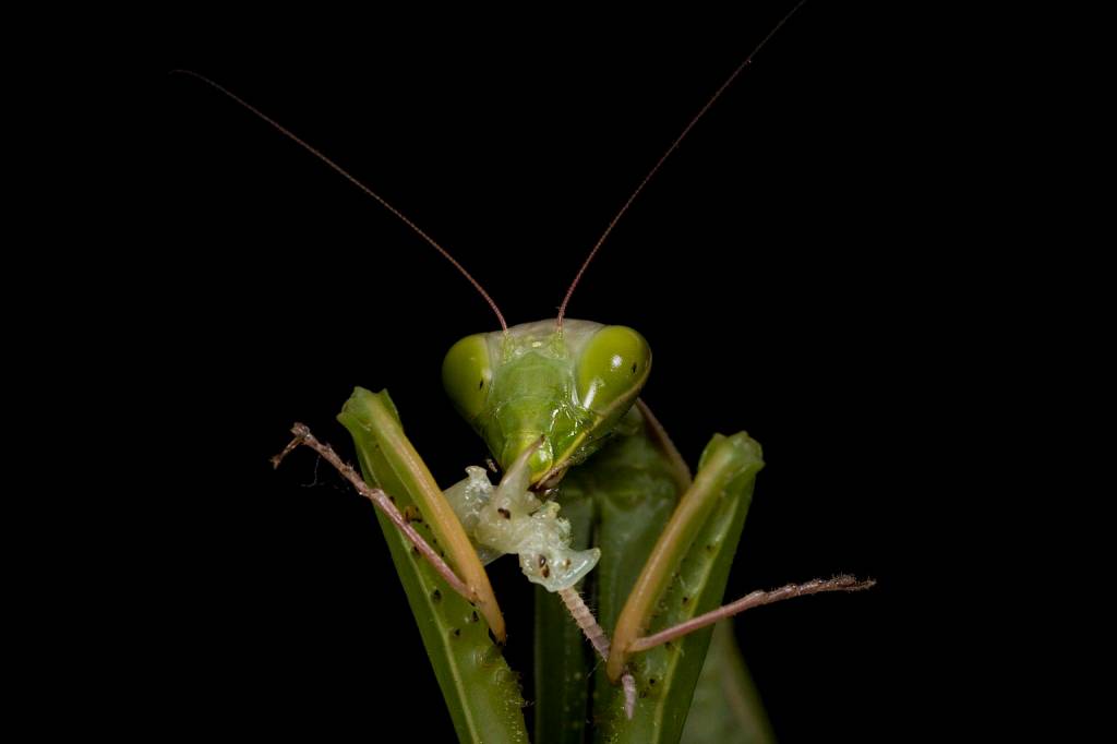 A praying mantis eats the remnants of its mate. In most cases, females that are cannibalistic gain reproductive advantages by laying larger, bigger eggs that survive better than those of non-cannibalistic females. Therefore their deceased mates also gain reproductive advantages.(Oliver Koemmerling / Wikimedia)
