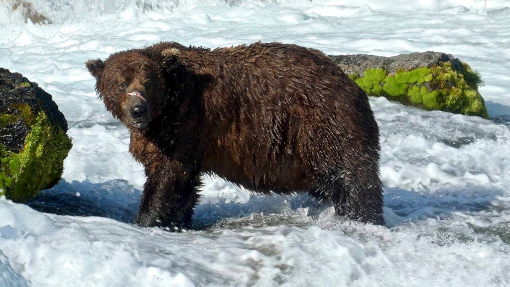 Brown bear 32-Chunk, resident of Katmai National Park and Preserve, was one of the (losing) competitors for Fat Bear Week 2021. (Courtesy photo / Explore)