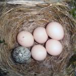 This photo shows an eastern Phoebe nest with one brown-headed cowbird egg. (Courtesy Photo / Galawebdesign, Wikimedia)