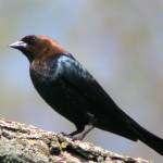 This photo shows a brown-headed cowbird. Adult brown-headed cowbirds in North America practice brood parasitism in which they remove eggs from a host nest and replace them with eggs of their own. (Courtesy Photo / DonaldRMiller Photography, Wikimedia)