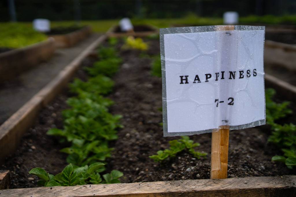 Yakutat Tlingit Tribe community youth adopted raised beds, named them after values and strengths, and enjoyed cultivating fresh vegetables from seed to harvest this year. This one is named Happiness. (Courtesy Photo / Bethany Goodrich)