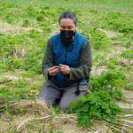 In May, Yéilk Vivian Mork of Planet Alaska organized Stewards of the Land a traditional plants symposium in Juneau to share knowledge, passion, and respectful harvesting practices of traditional plants as food and medicine. (Courtesy Photo / Jennifer Nu)