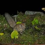 A flying squirrel digs for a truffle in this undated photo. (Courtesy Photo / Bob Armstrong)