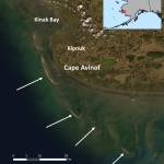 . Sand islands off the Kuskokwim River where much of the worlds population of bar-tailed godwits fuels up in fall. (Courtesy Image /Dan Ruthrauff, USGS Alaska Science Center)