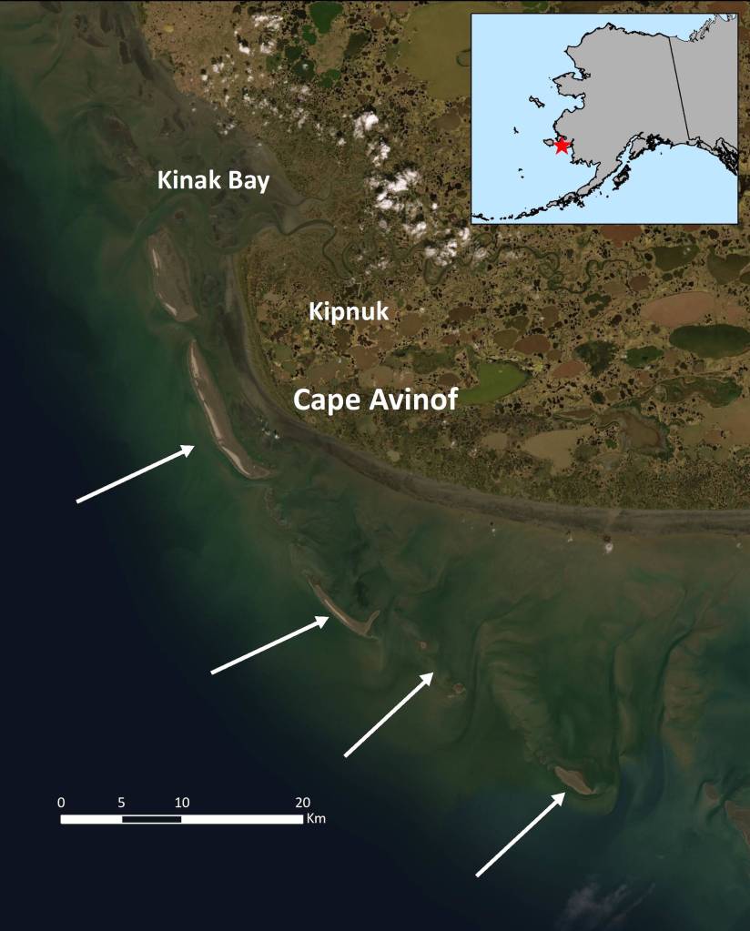 . Sand islands off the Kuskokwim River where much of the worlds population of bar-tailed godwits fuels up in fall. (Courtesy Image /Dan Ruthrauff, USGS Alaska Science Center)