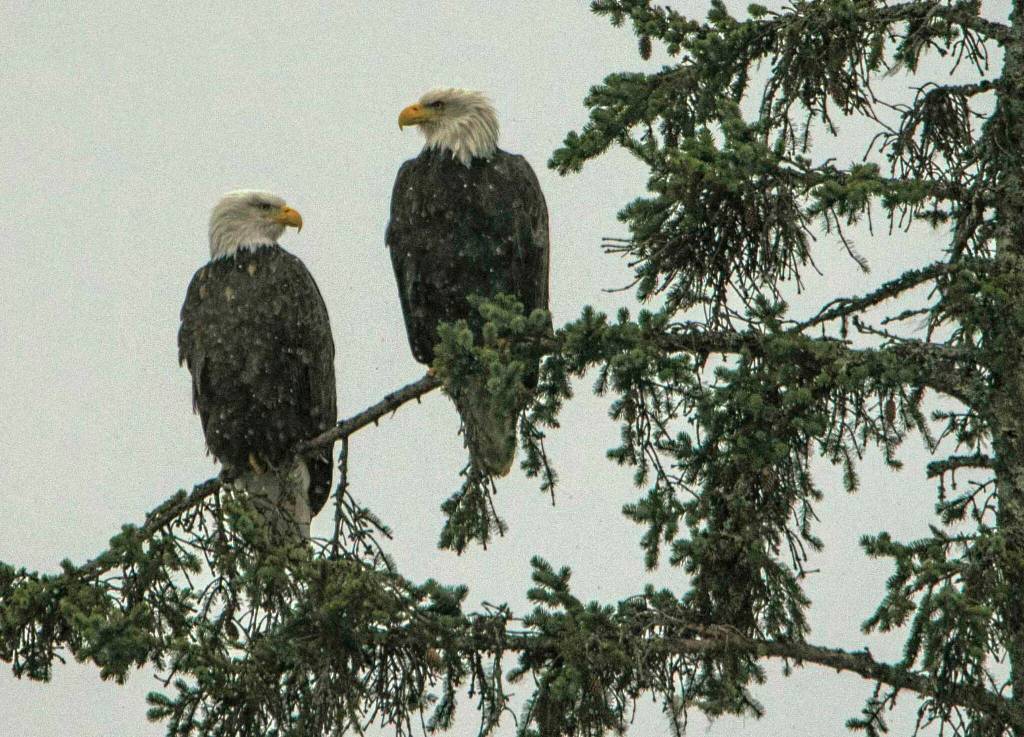 Two bald eagles reflect on winter Out the Road on Saturday, Nov. 27. (Courtesy Photo / Kenneth Gill, gillfoto)