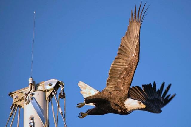 Bald Eagle takes flight from ships mast in Don D. Statter Harbor on Nov.1. (Courtesy Photo / Kenneth Gill, gillfoto)