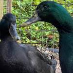 Two quackers chat it up in a downtown yard on Oct. 26. (Courtesy Photo / Denise Carroll)