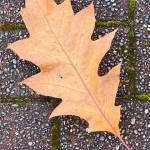 A northern red oak leaf is seen in Marine Park before the snowfall in early November.(Courtesy Photo / Denise Carroll)