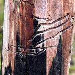 This photo shows tracks in a tree. (Courtesy Photo / Deana Barajas)