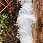 This Nov. 7 photo shows hair frost. (Courtesy Photo / Deana Barajas)