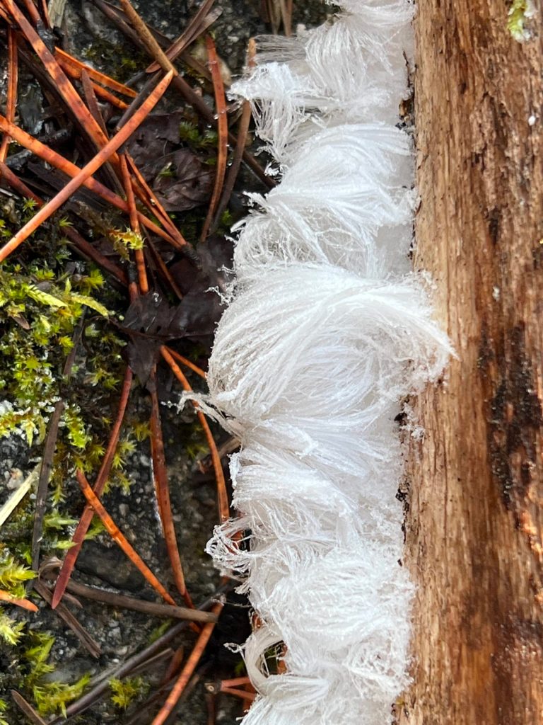 This Nov. 7 photo shows hair frost. (Courtesy Photo / Deana Barajas)