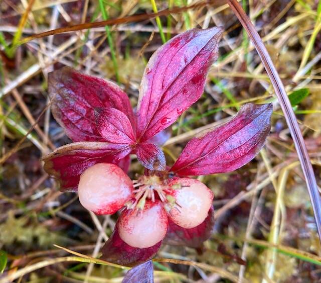 Fading fast  bunchberries along Treadwell Ditch Trail on Nov. 6. (Courtesy Photo / Denise Carroll)