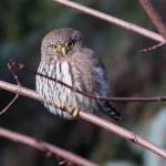 A northern pygmy owl appears from the woods on Nov. 15. (Courtesy Photo / Kenneth Gill, gillfoto)